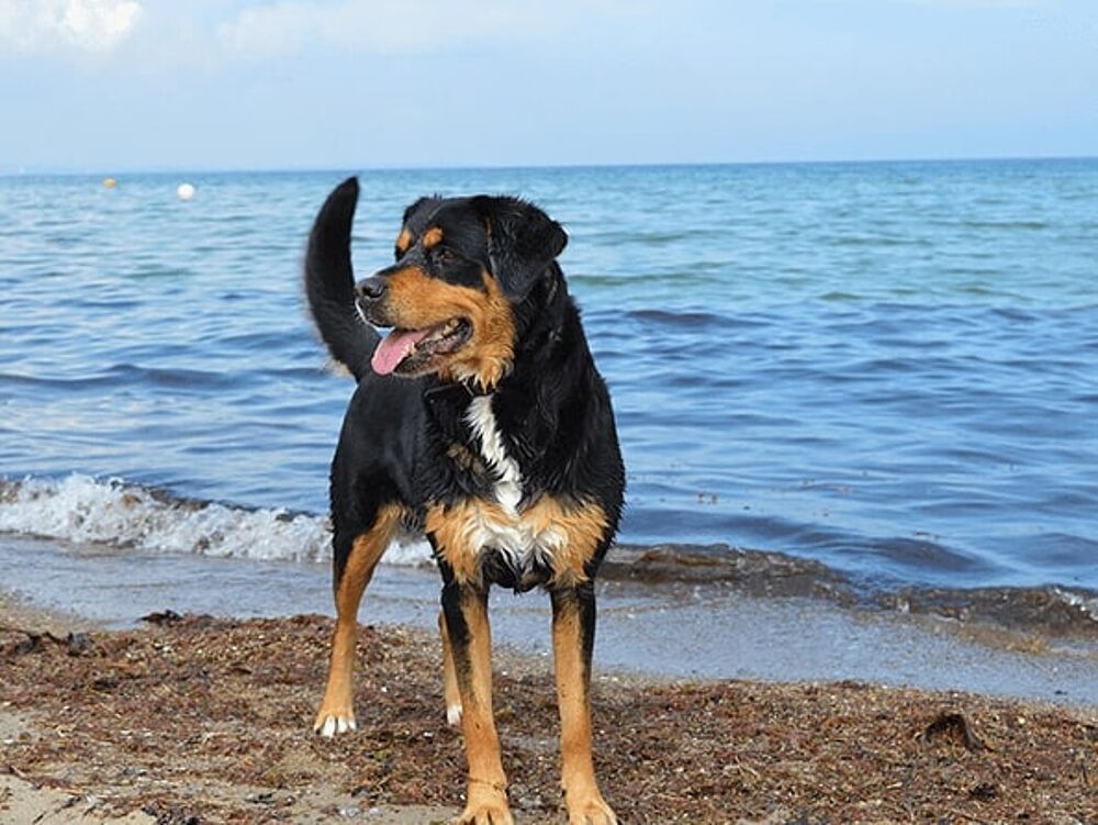 Vacation offer at the Baltic Sea Beach holiday with a dog