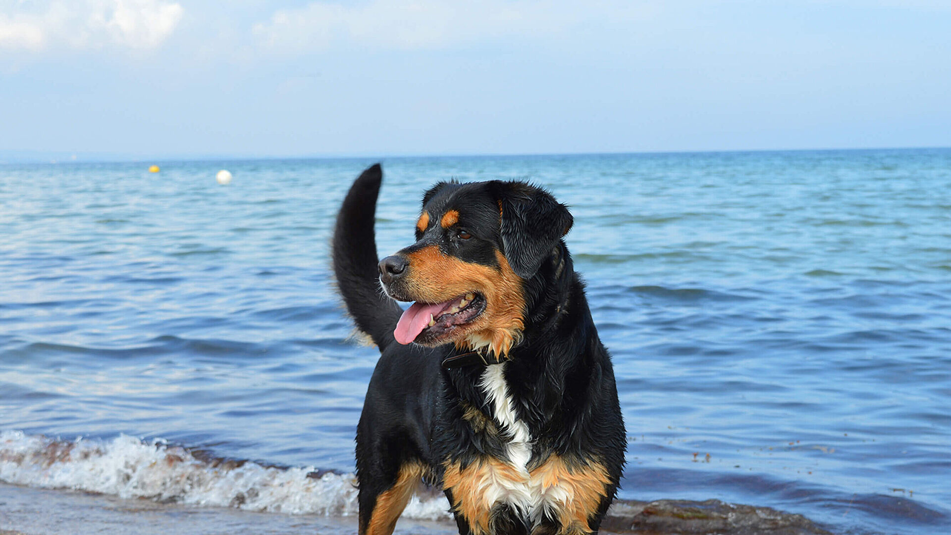 Weissenhäuser Strand Urlaubsangebot an der Ostsee: Strandurlaub mit Hund